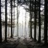 forêt