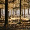 forêt