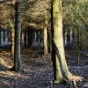 forêt