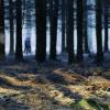 forêt