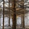 forêt