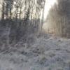 forêt