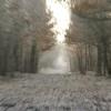 forêt