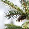 sapin