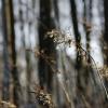 arbres