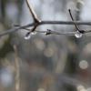 arbres