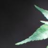 plante