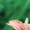 fleur