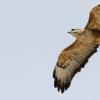 rapace