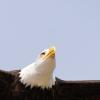 rapace