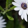 fleurs