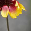 fleur